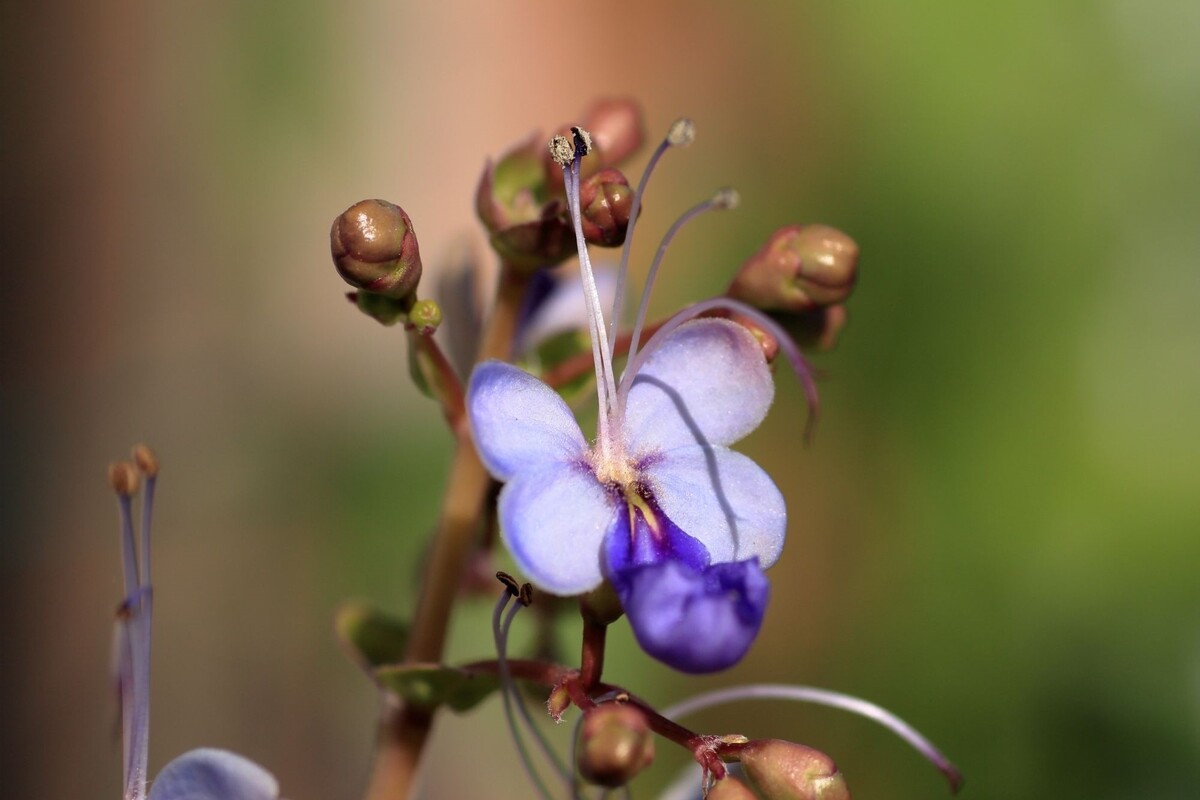Borboletinha: veja como cultivar esse belo arbusto de cor azul - Fonte Canva