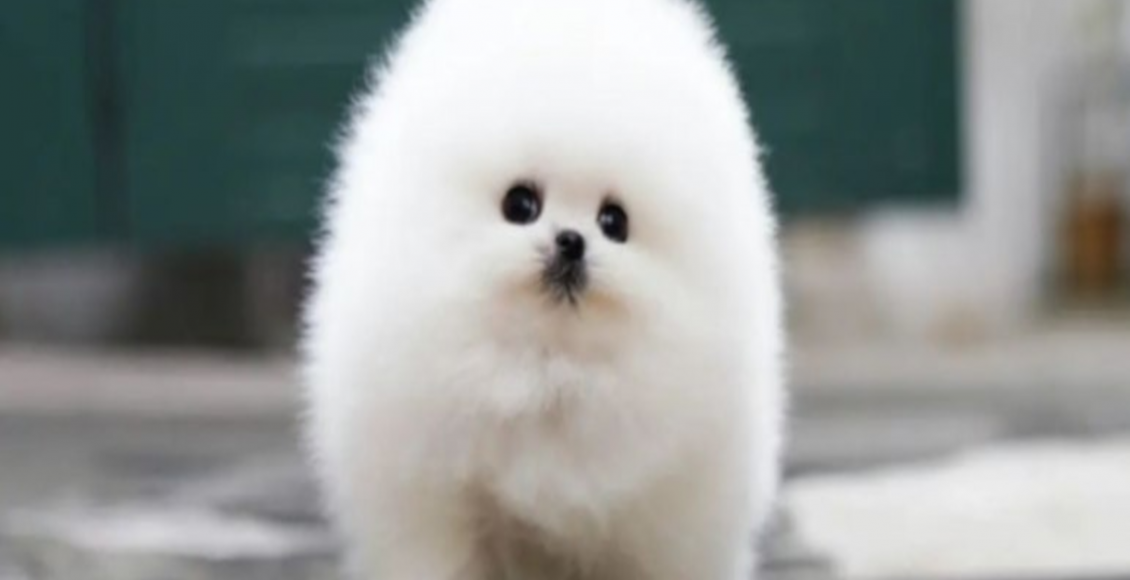 Filhote de cachorro chorando muito à noite? Veja o que fazer para acabar com isso - Fonte: Pixabay