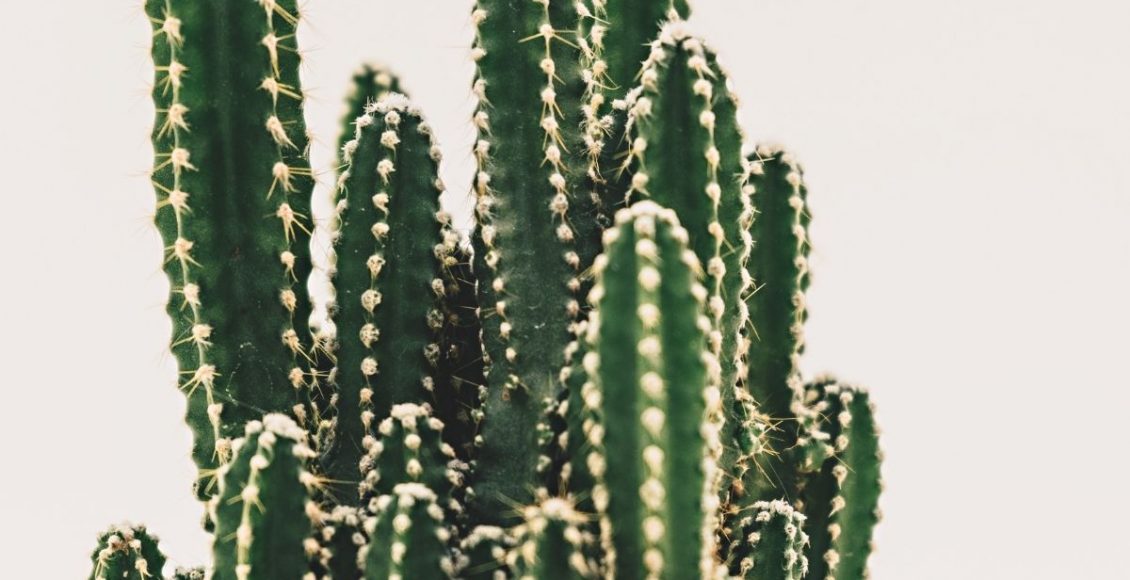A verdade sobre o cacto castelo de fadas que não te contam; veja agora dicas de cuidados — Reprodução do Canva.