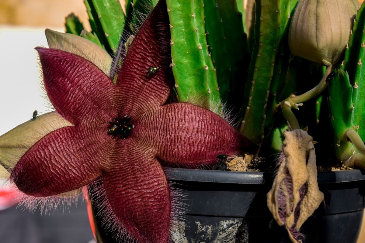 Cacto-estrela: acompanhe dicas exclusivas para deixar essa suculenta exuberante - Reprodução Canva