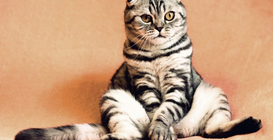 Como limpar a caixa de areia do gato? Aprenda a forma correta - Pixabay