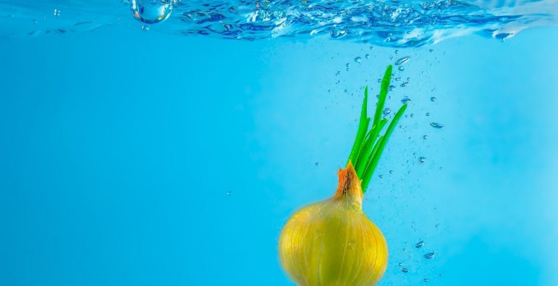 cebola na água - Reprodução Canva