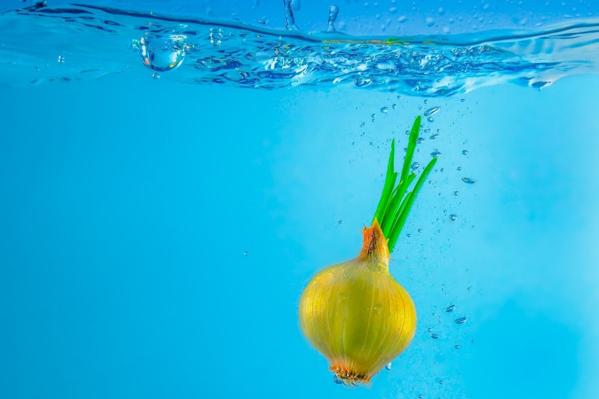 cebola na água - Reprodução Canva