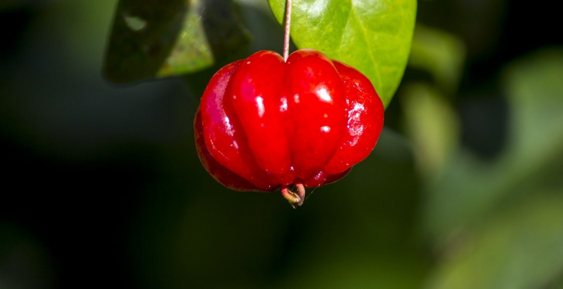 Árvores frutíferas: Conheça 3 espécies ótimas para ter no jardim - pixabay