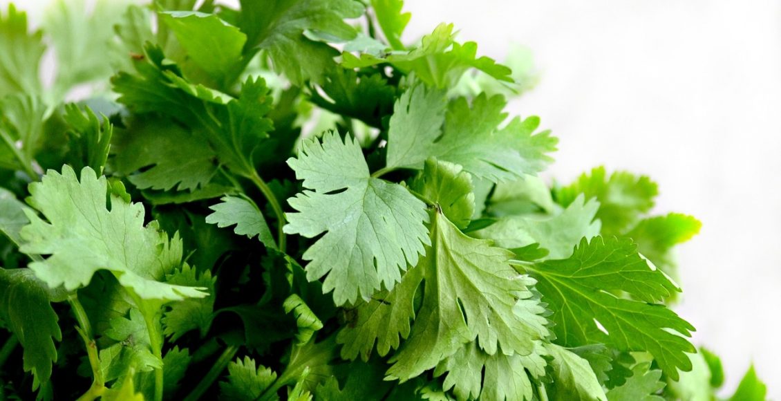 Plantar coentro em garrafa pet: veja como é simples fazer esse cultivo - Pixabay