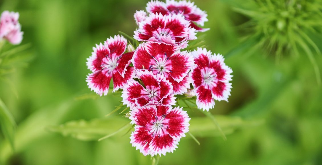 Cravina: conheça o gênero com algumas das flores mais belas do mundo e saiba como cuidar - Pixabay