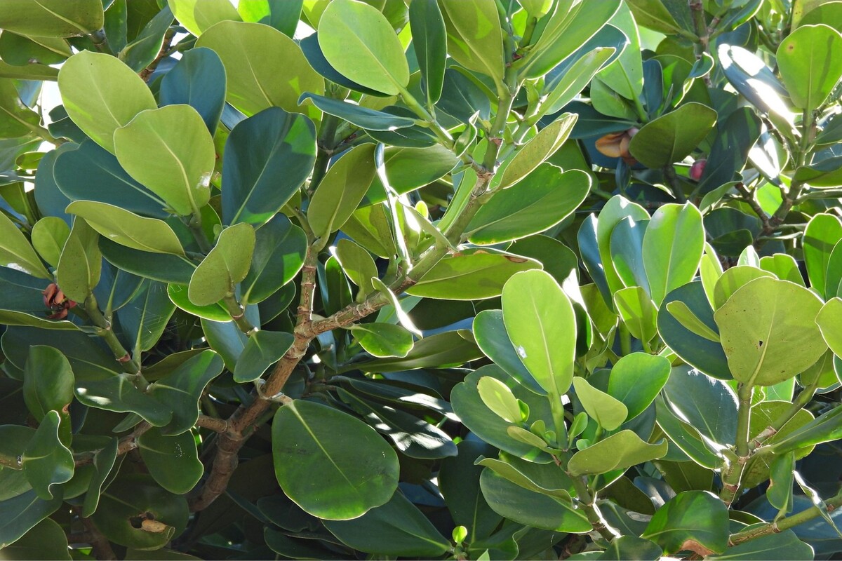 Clúsia: acompanhe dicas incríveis de cultivo para deixá-la impecável - Reprodução Canva