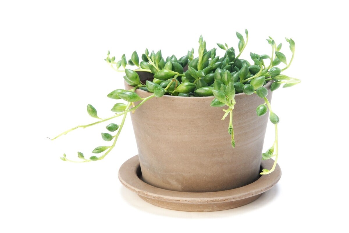 Colar de pérola: acompanhe dicas maravilhosas para cultivar essa planta - Reprodução Canva