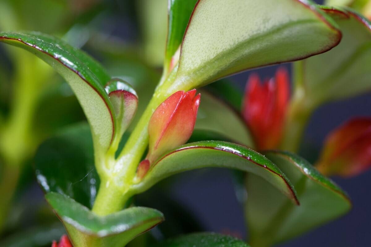 Columéia peixinho: veja dicas infalíveis e simples para cuidar dessa espécie - Reprodução Canva