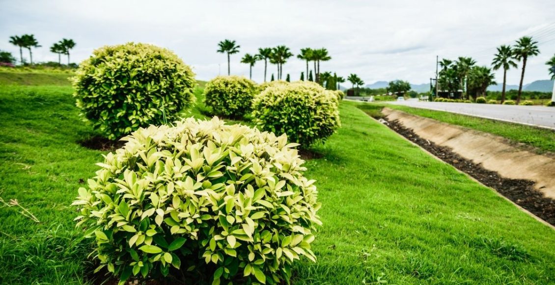 como plantar grama preta - Reprodução Canva