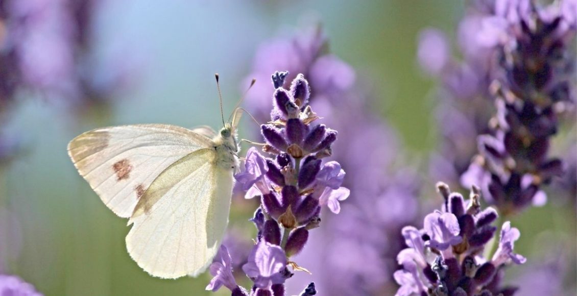 como plantar lavanda - Reprodução Canva