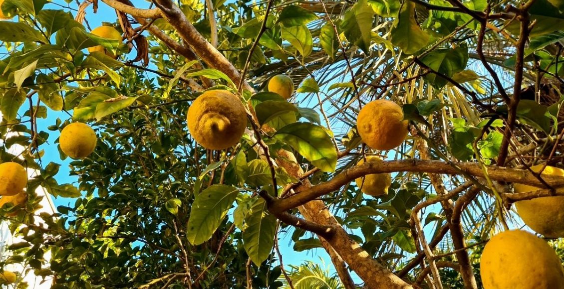 como plantar limão - Canva