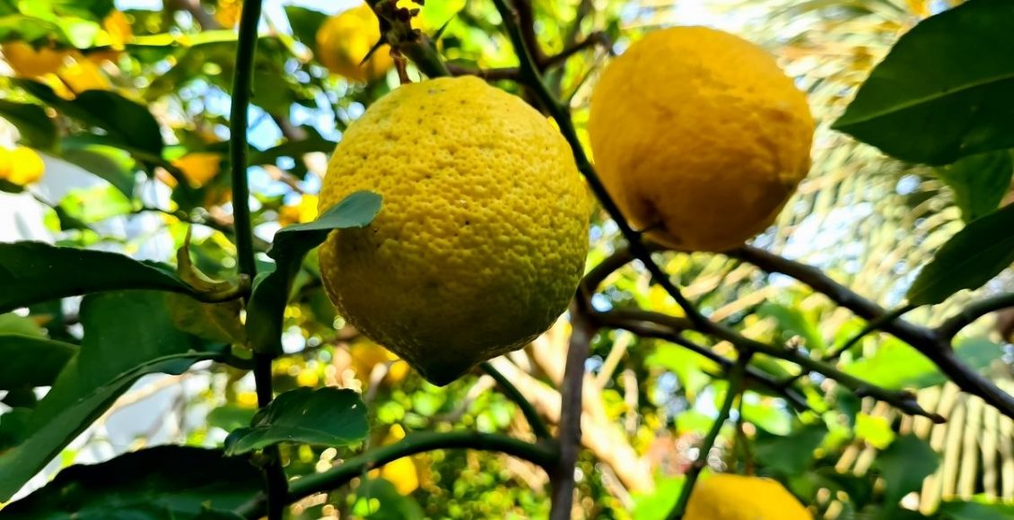 como plantar limão - Reprodução Canva