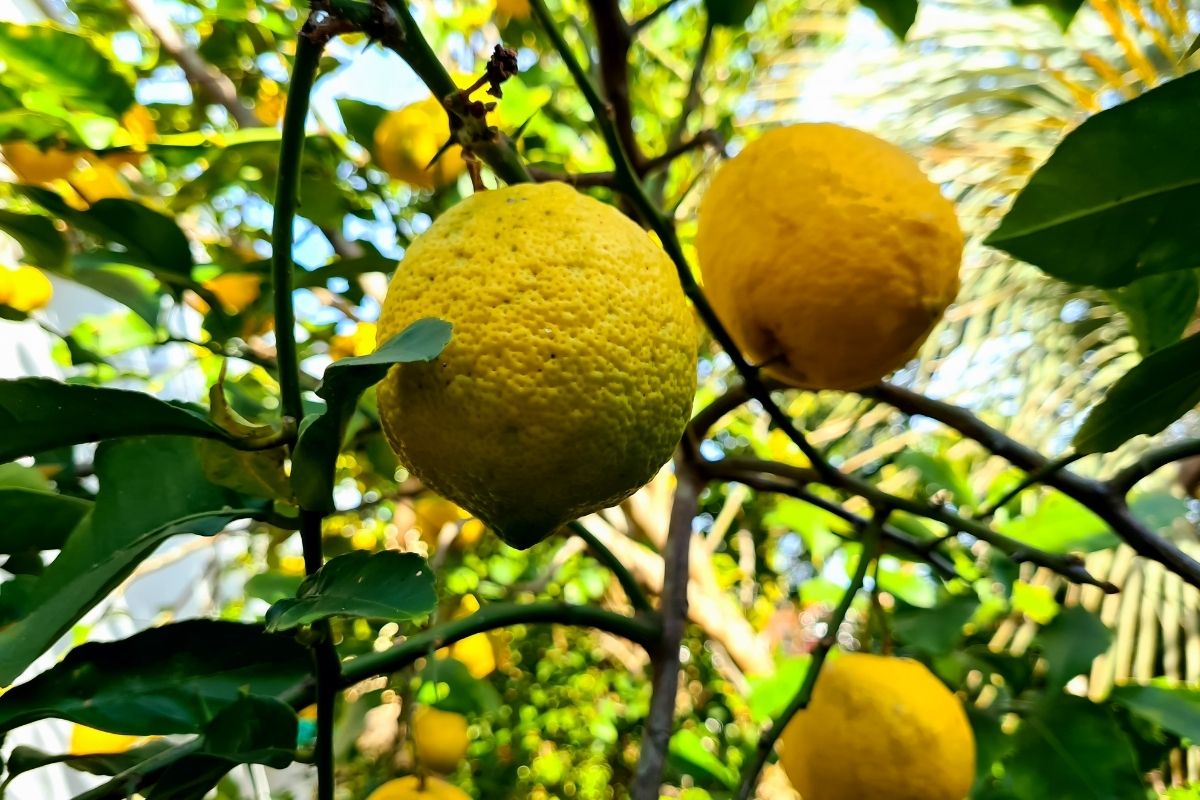 como plantar limão - Reprodução Canva