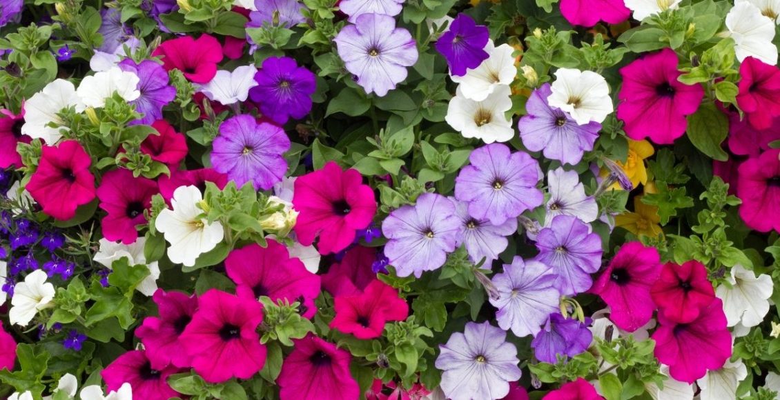 como plantar petúnia - Reprodução Canva