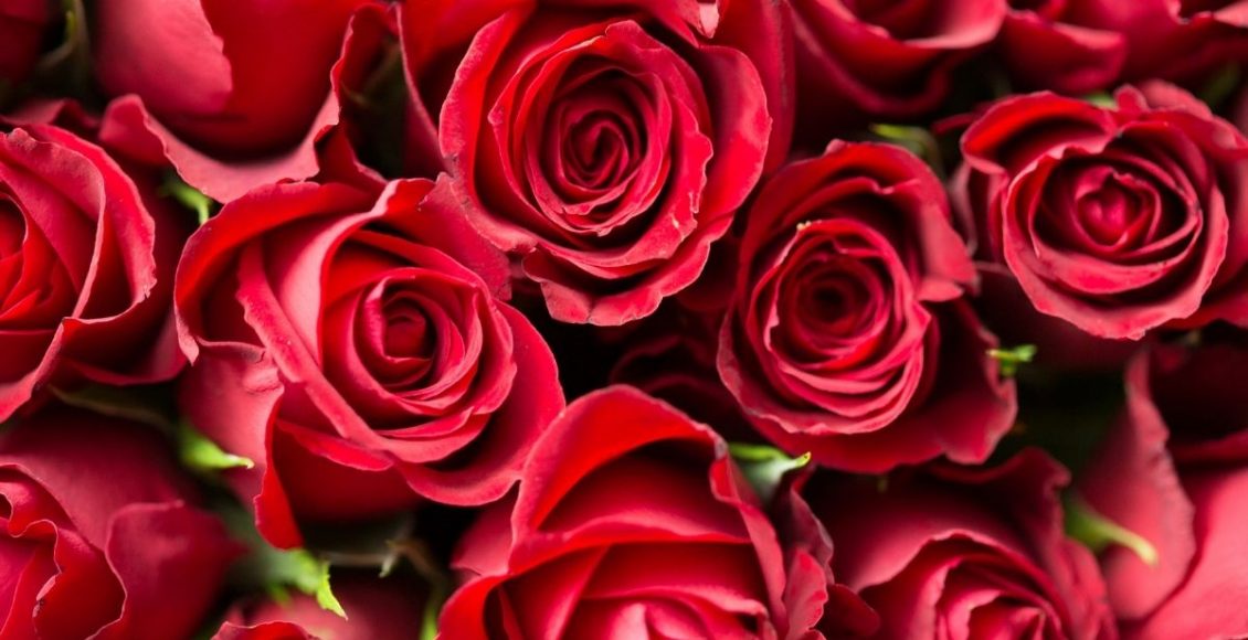 como plantar rosas - Reprodução Canva