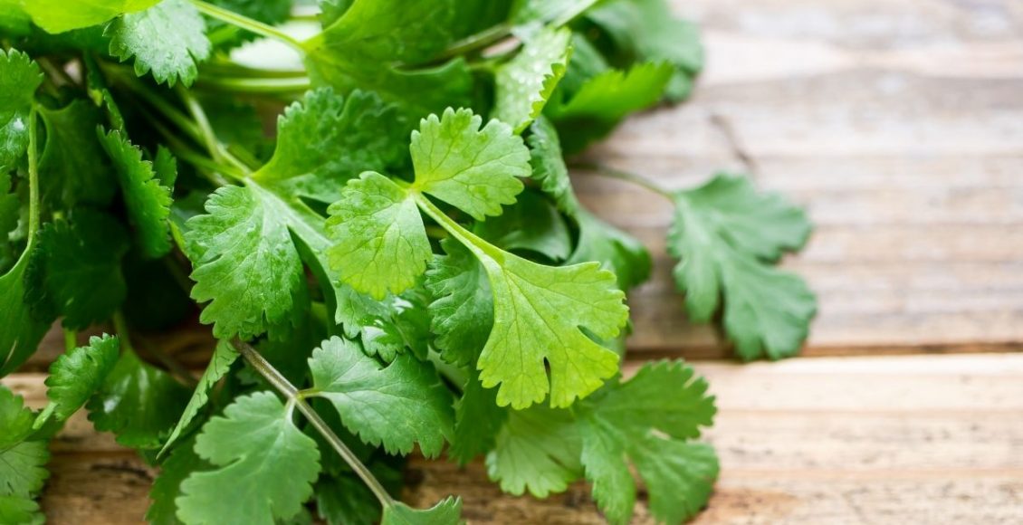 conservar coentro - Reprodução Canva