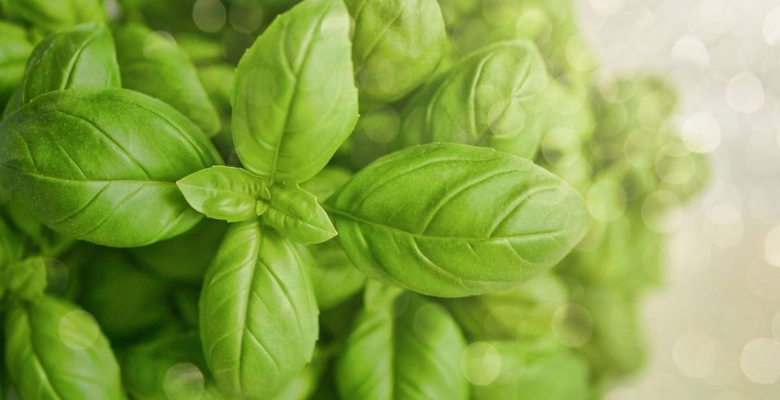 conservar manjericão - Reprodução Canva