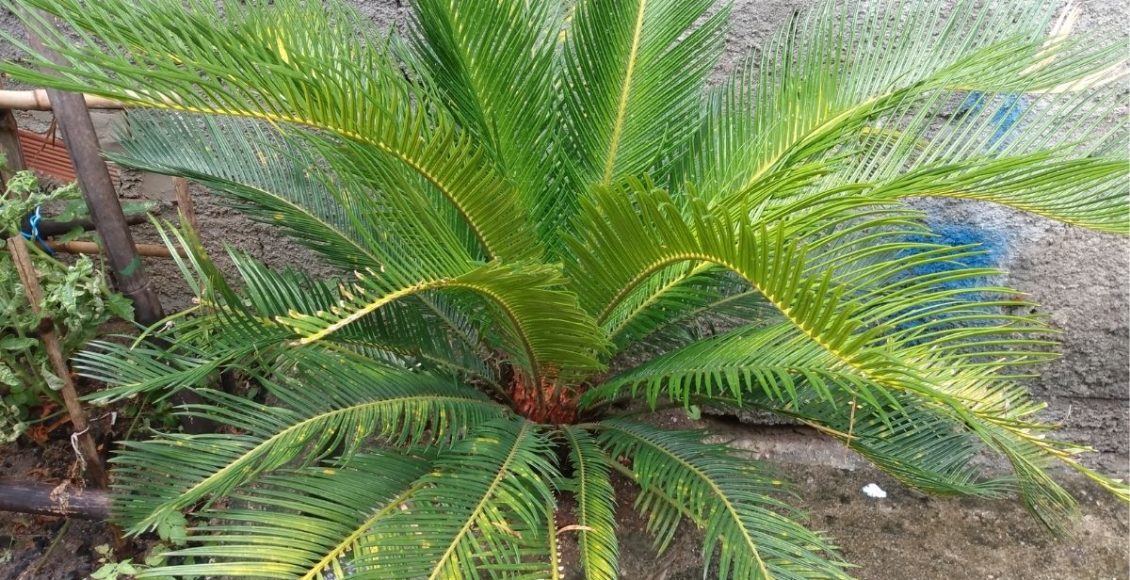 coqueiro de jardim - Reprodução Canva