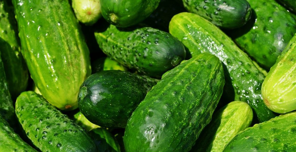 Como plantar pepino: aprenda a forma correta de cultivar esse fruto - Pixabay