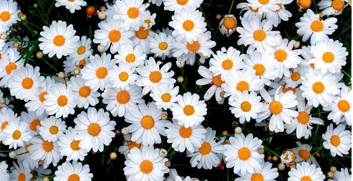 Como cultivar margarida em vaso: não plante margarida antes de ler isso. Confira agora — Reprodução do Canva.