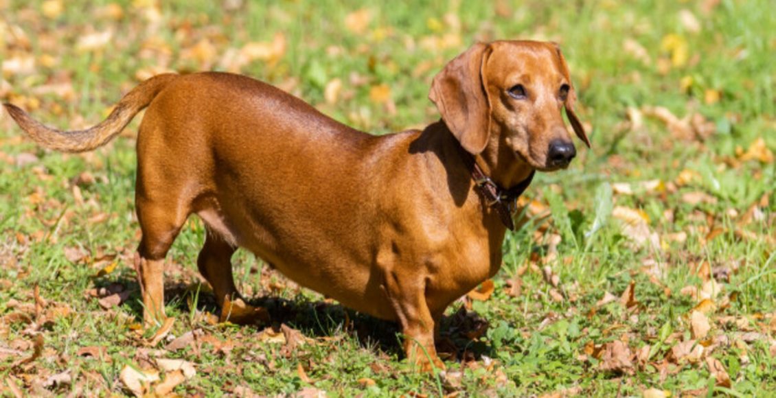 Como ensinar o cão a fazer suas necessidades no lugar certo: veja dicas práticas - Fonte: Pixabay