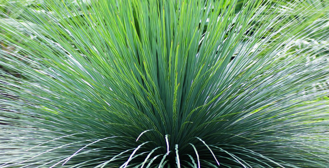 Dasilírio: saiba os principais cuidados para que sua planta cresça de forma saudável - Pixabay