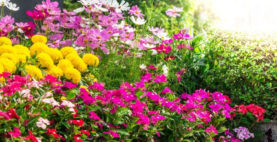 Como decorar o seu jardim: descubra quais flores brotam o ano todo. Confira agora — Reprodução do Canva.