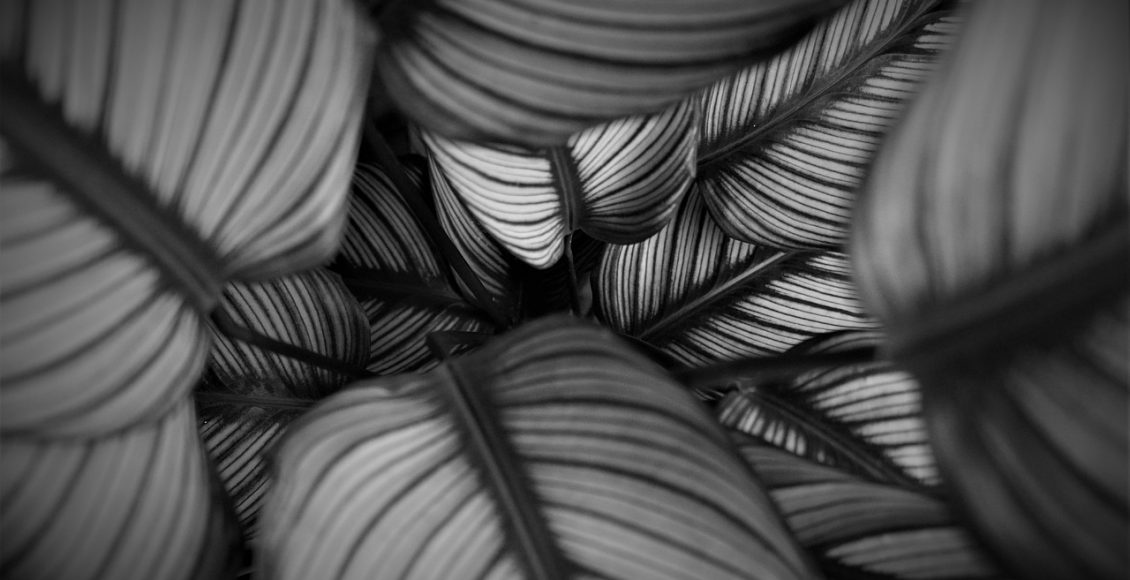 Ciclanto: aprenda a cuidar corretamente dessa planta e melhores ambientes para cultivá-las - Pixabay