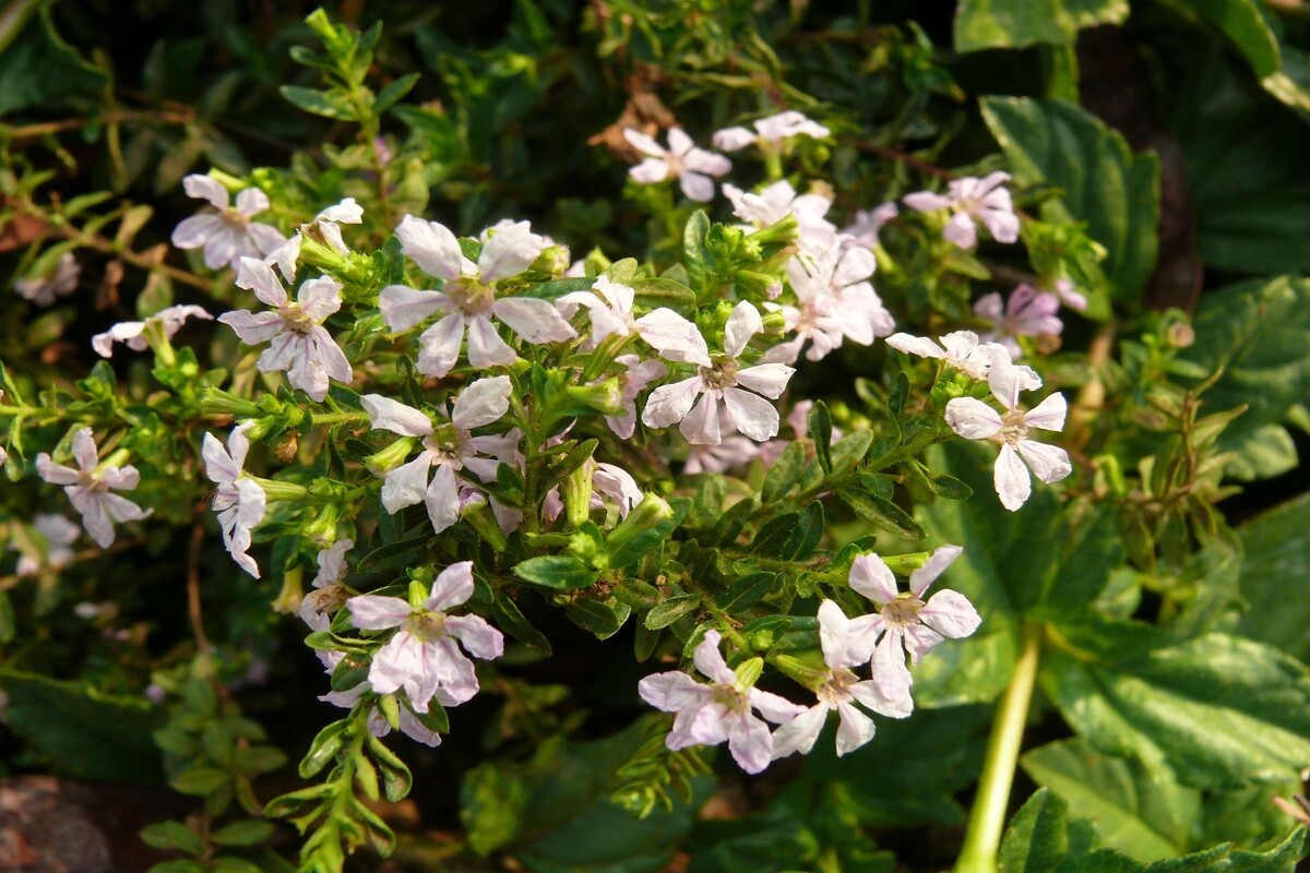 Diosma: acompanhe informações para cuidar desse arbusto e deixá-lo impecável - Fonte Canva