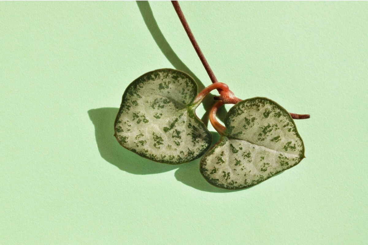 Corações emaranhados: veja dicas exclusivas para cultivar essa planta - Reprodução Canva