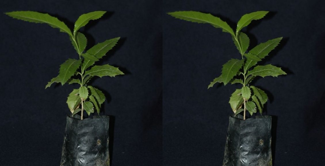 espinheira-santa- Reprodução Canva (1)