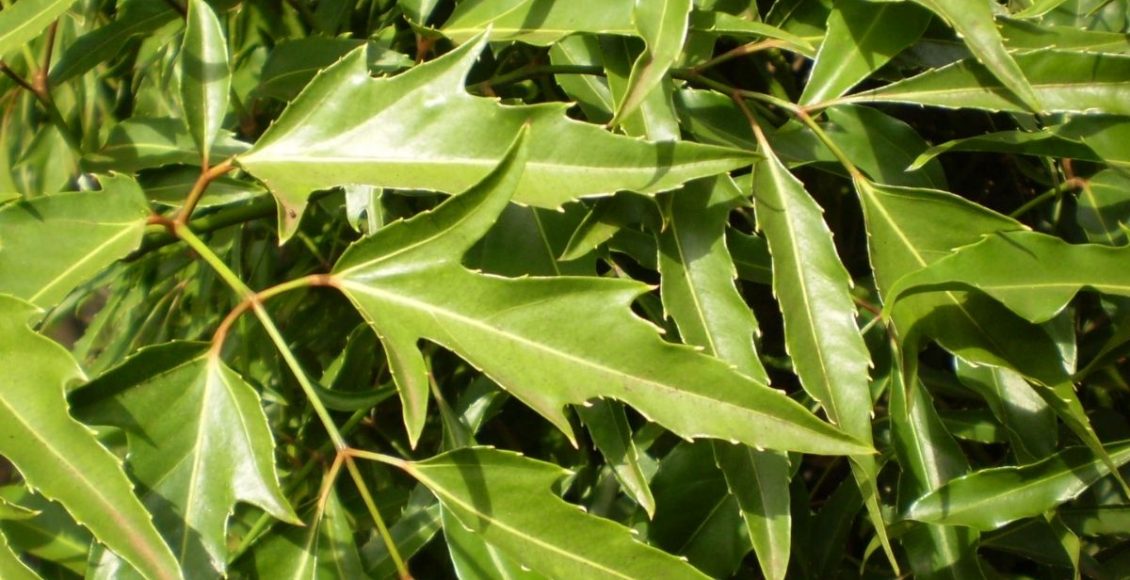 espinheira-santa- Reprodução Canva