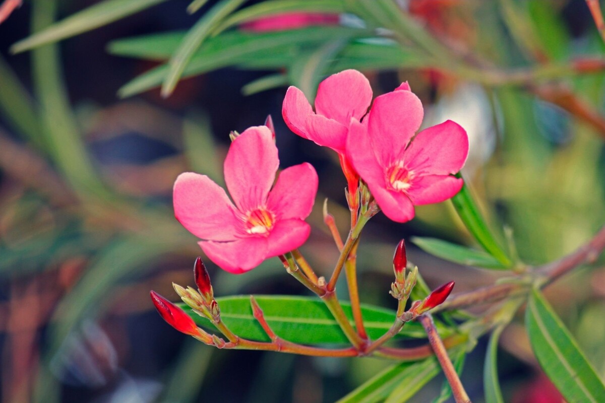 Espirradeira: descubra informações exclusivas para cuidar dessa espécie do mediterrâneo - Fonte Canva
