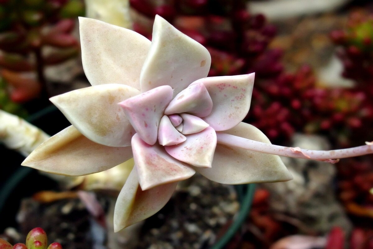 Planta fantasma: acompanhe dicas incríveis de como cultivar essa planta - Reprodução Canva