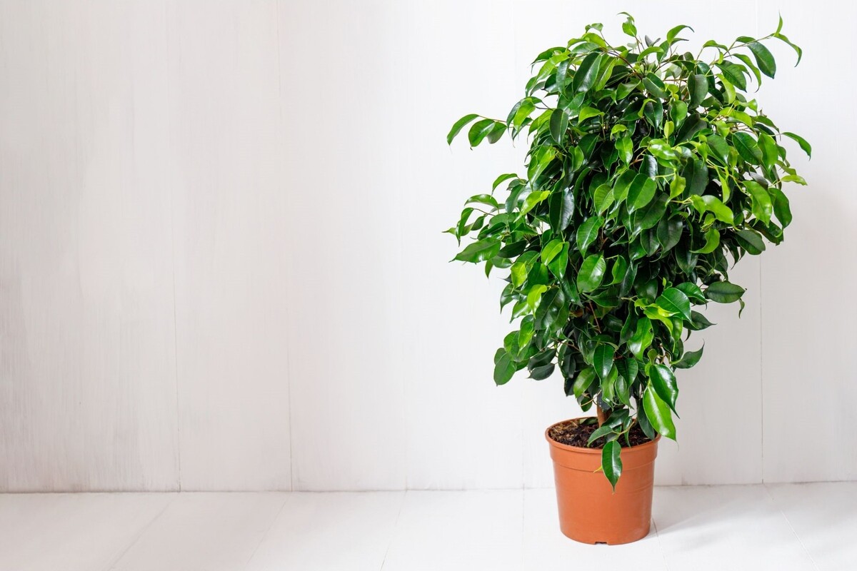 Ficus Benjamina: acompanhe dicas exclusivas de como cultivar essa árvore - Reprodução Canva