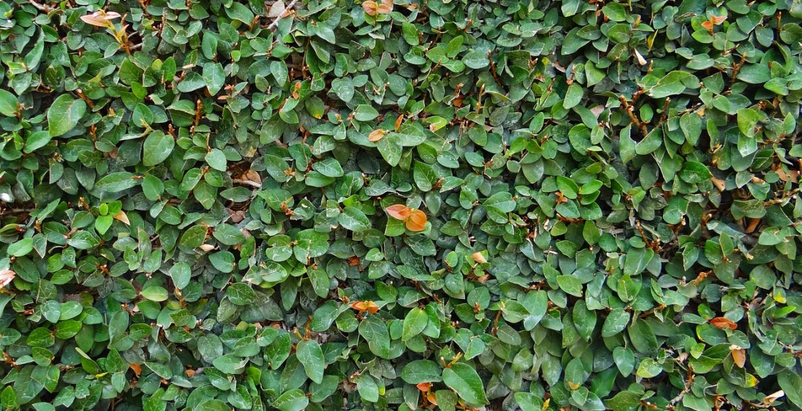 A Ficus pumila não necessita de tantos cuidados para sobreviver, saiba como cultivar essa trepadeira - Pixabay