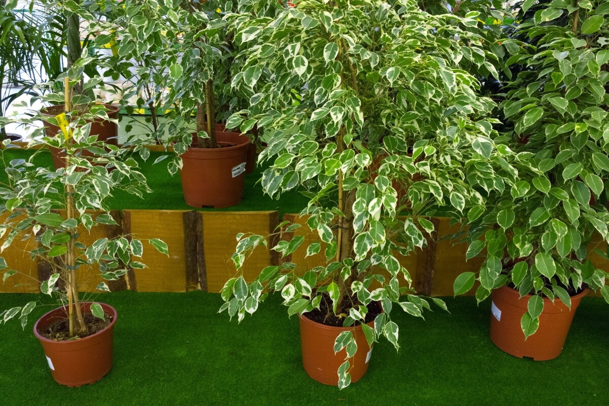Ficus Benjamina: acompanhe dicas exclusivas de como cultivar essa árvore - Reprodução Canva