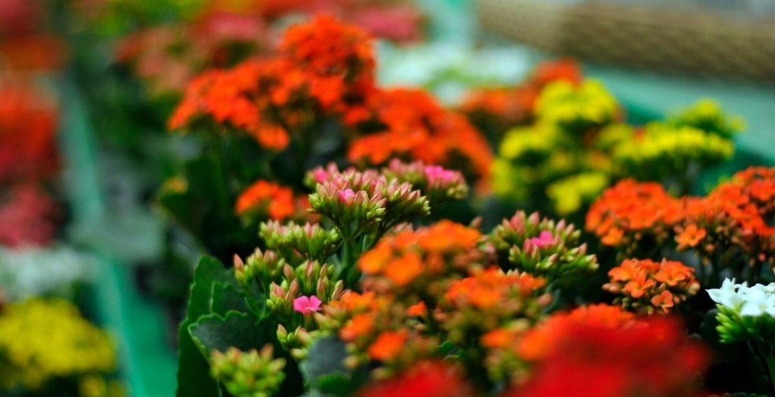 flor da fortuna - Reprodução Canva