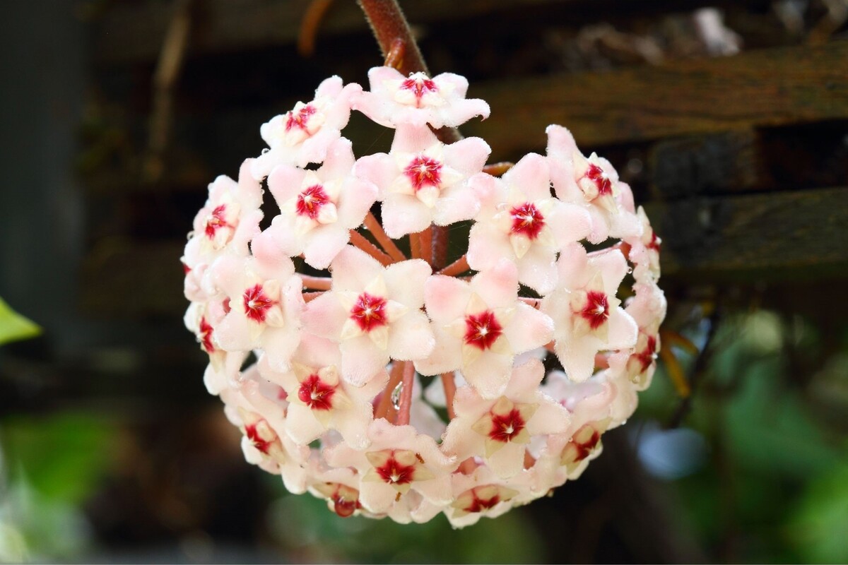 Flor de cera: descubra dicas exclusivas para cuidar dessa planta - Reprodução Canva