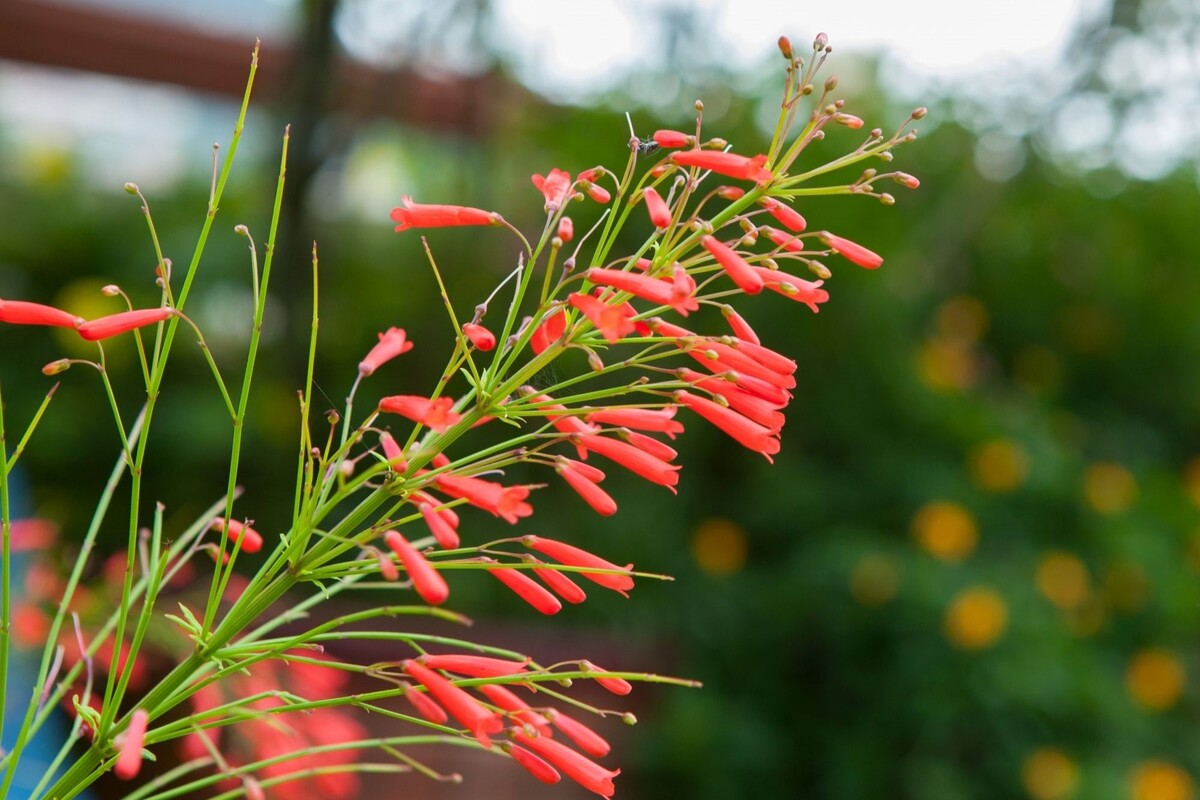 Flor de coral: descubra os melhores métodos para cuidar dessa herbácea - Fonte Canva