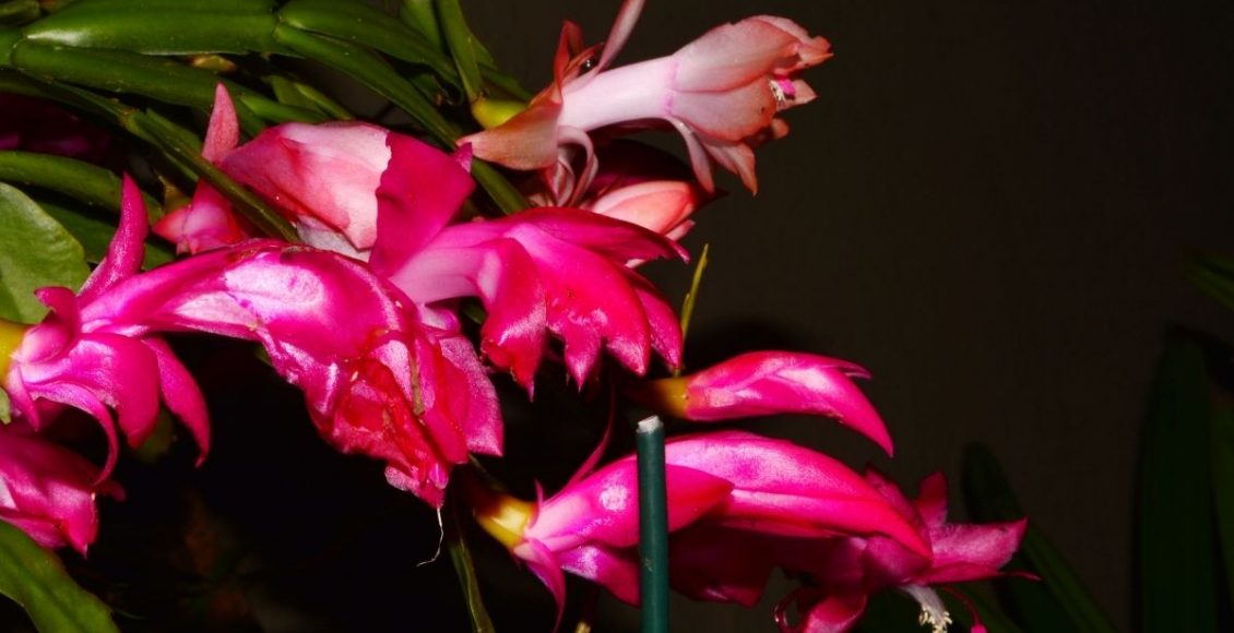 flor de maio - Reprodução Canva