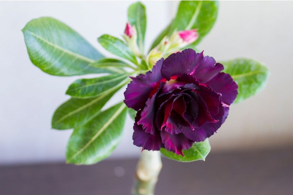 Flor do deserto roxa: veja as melhores dicas para cultivar essa suculenta