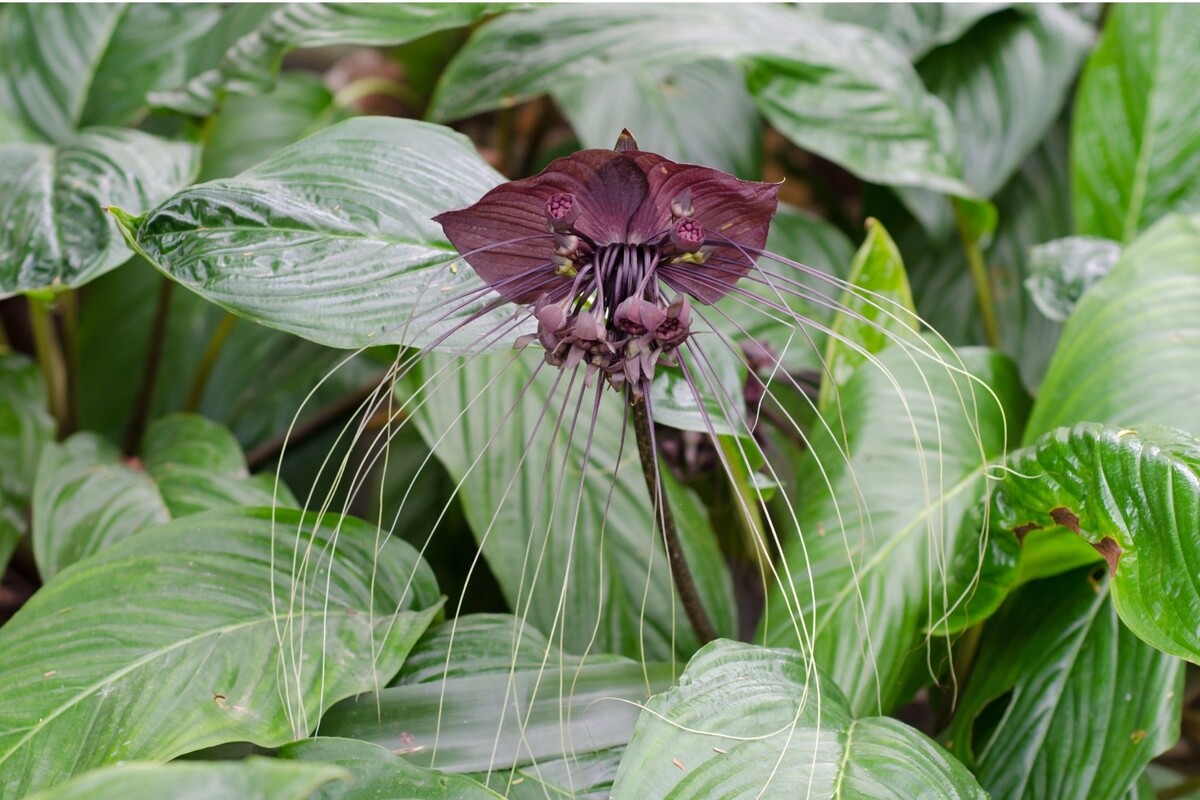 Flor morcego: veja as melhores dicas para cuidar dessa herbácea exótica