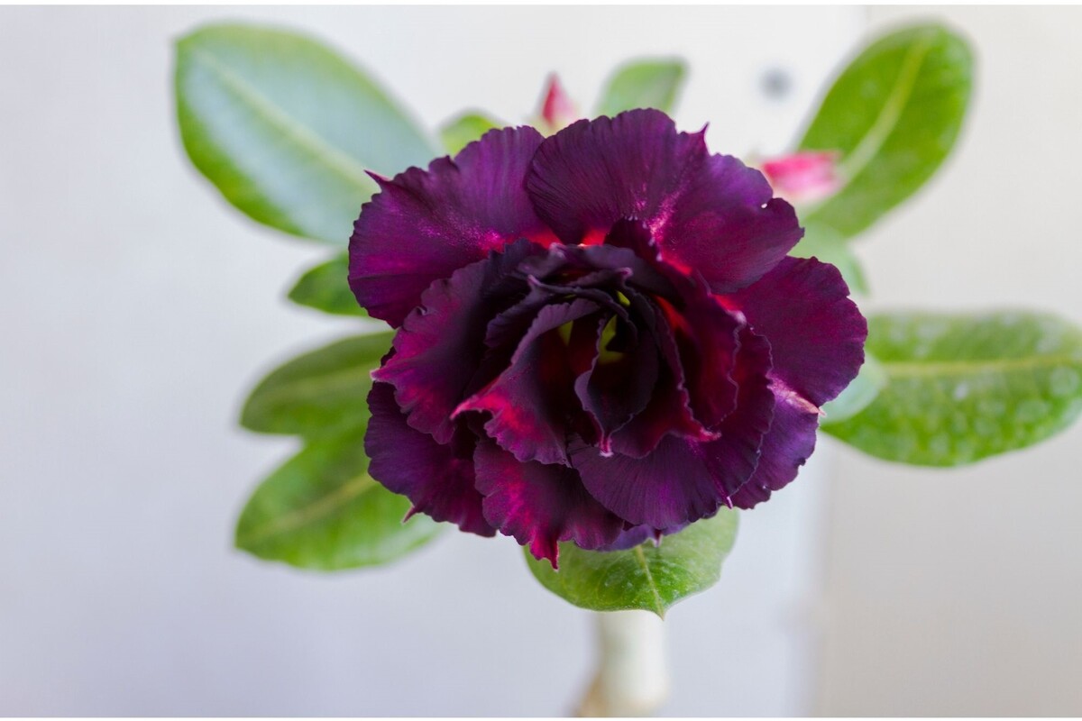 Flor do deserto roxa: veja as melhores dicas para cultivar essa suculenta - Reprodução Canva