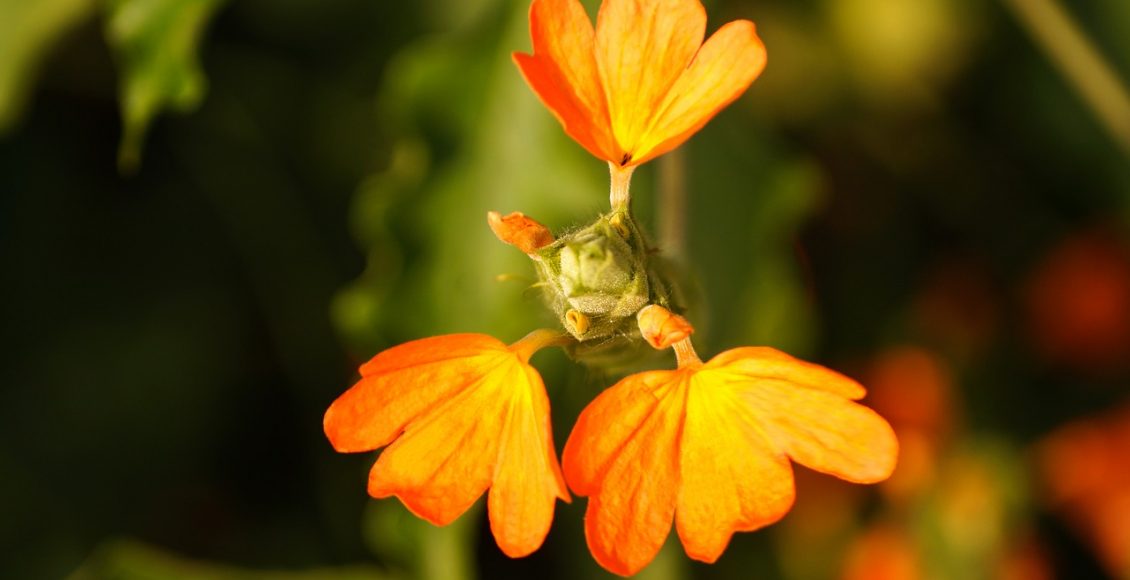 Crossandra: saiba como cuidar dessa planta de flores alaranjadas - Pixabay