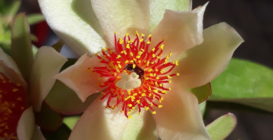 Você sabe quais são os benefícios da ora-pro-nóbis para a sua saúde? Saiba que essa não é apenas uma planta decorativa - Pixabay