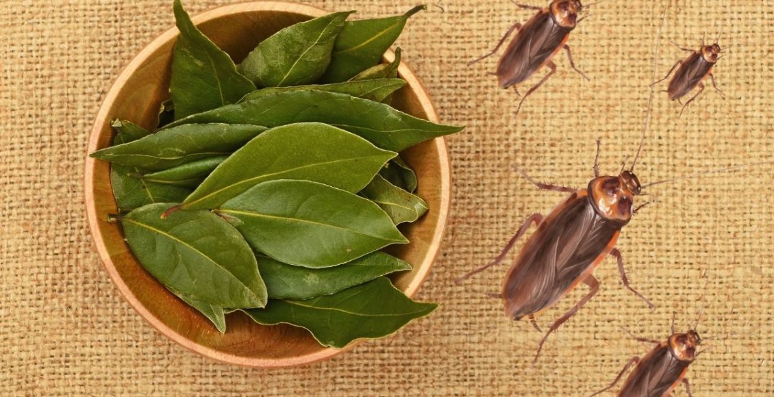 folha de louro nas baratas - Reprodução Canva