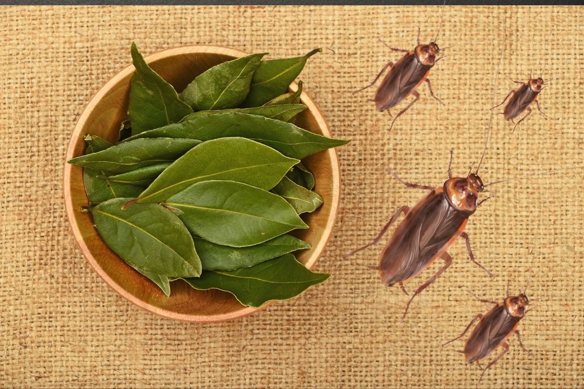 folha de louro nas baratas - Reprodução Canva