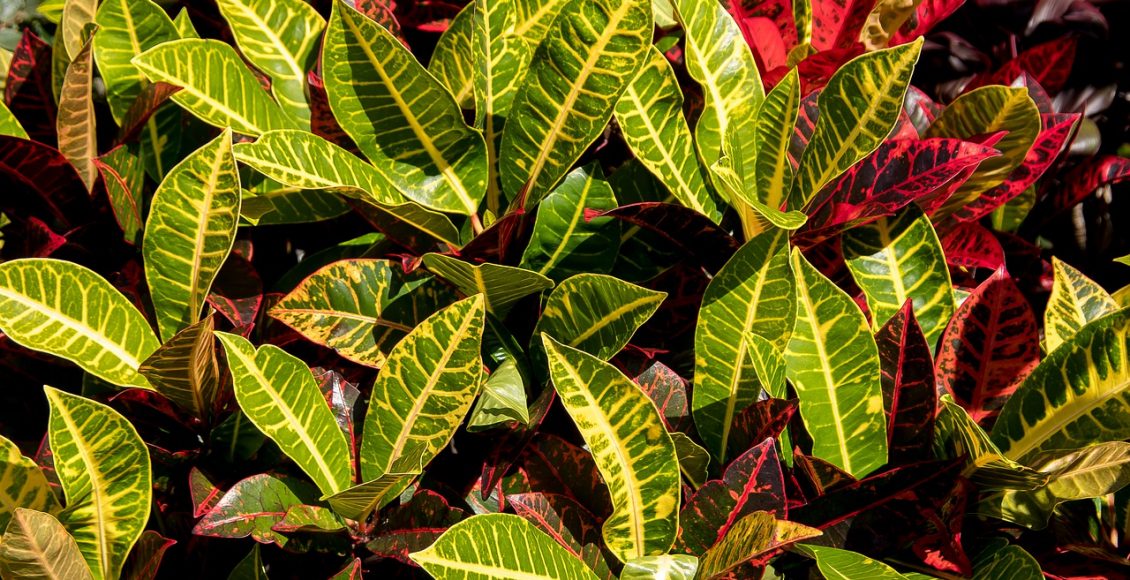 Cróton: conheça essa planta para cultivar dentro de casa, super fácil de cuidar - Pixabay